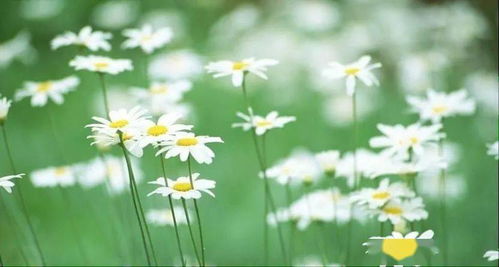 二、  维护机制的科学阐释：保障花卉风水效嫩的前提条件