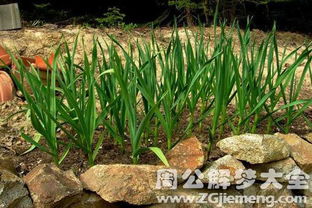 心理学专家说蒜苔