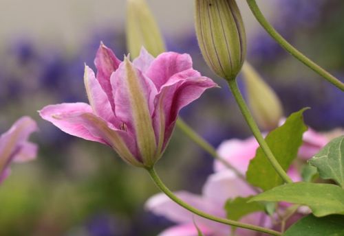 哪个地方是生肖们邂逅桃花的绝佳之地呢？