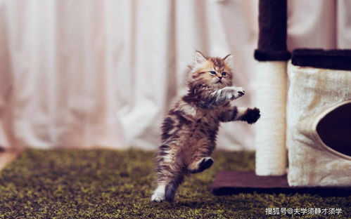 六、  猫咪失控与绝望