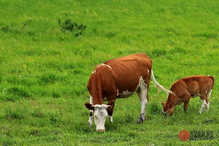 属牛和属羊的在一起是否相配，他们的性格和命运是否和谐？