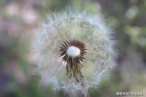1996年属鼠人的桃花运和桃花具体指什么？