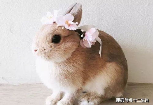 75年属兔男和属猪女，75年男兔和83女猪婚姻相配吗？