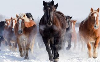 生肖马的爱情婚姻如何？与哪个生肖最匹配？