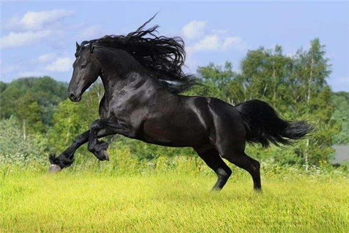 2026年属马人的婚姻运势如何，姻缘会有哪些变化？