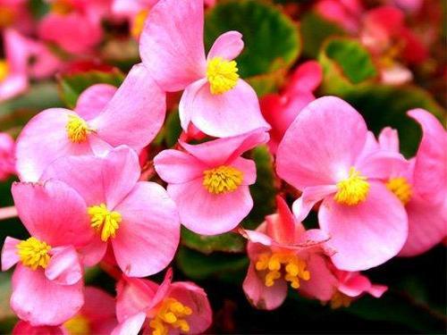 四季海棠放在卧室里养护，对风水有好处吗？