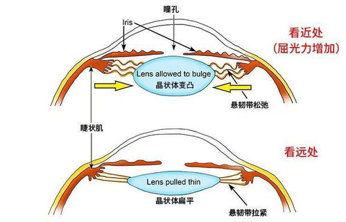 三、  基于五行与时辰的眼跳吉凶推断体系深度解析