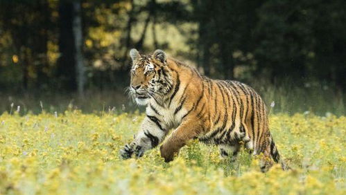 2026年属虎的人入住新房吉日是哪一天？属虎建房的最佳时间是什么时候？