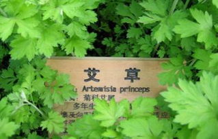 一、  微量元素与五行生克：艾草在祛斑美白中的深层机理