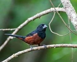 雀小脏全是什么生肖动物？