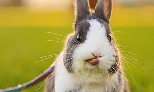 2026年属虎兔的人运势如何，生肖兔在2026年会遇到哪些吉凶？