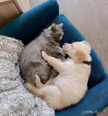 给小母金毛取一个洋气的名字，有没有什么好建议呢？