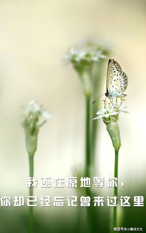 六、 绿色植物在环境心理学中的调节功能