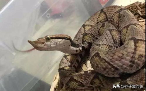 辛有志的八字究竟属蛇还是属兔，有没有权威的八字分析可以确认？