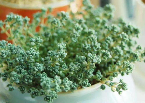 2. 多肉与观叶类——金边虎尾兰、 绿萝、万年青、钱串等