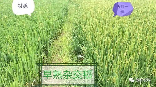 时空维度的深度解析：紫微斗数与十二时辰的综合考量