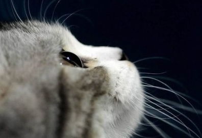 一、：从现代都市传说管窥“猫-幽冥”联结的文明密码