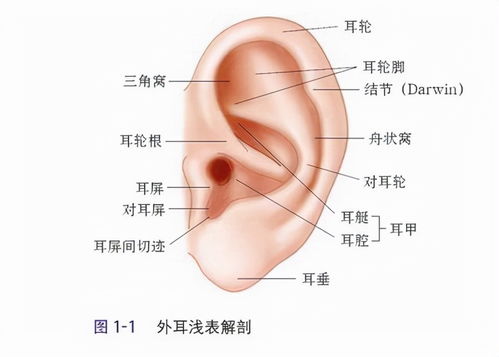 二、  耳轮结构与性格特征的微观剖析