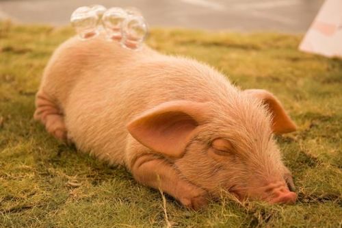 83年属猪大海水命除了水命还能戴什么命理饰品？