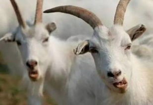 2026年属羊女结婚吉日和财位分别是哪天？