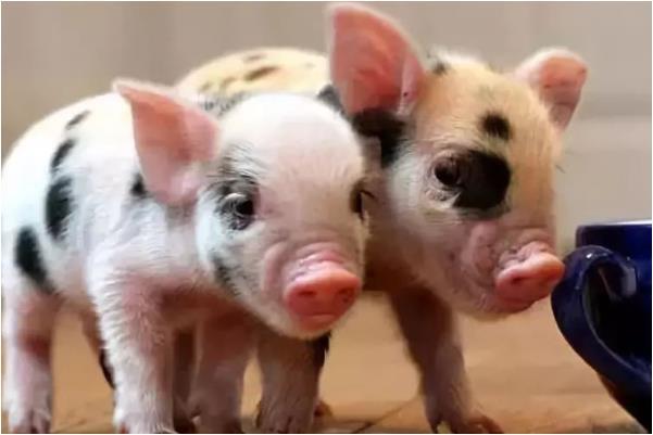 震惊！原来这几个月份出生的猪人命运如此不同！看完第3个我哭了