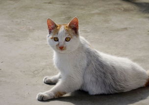 黄白花猫咪名字较大全：怎样打造独一无二的个性化昵称？