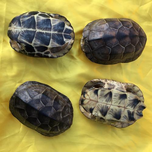 乌龟壳在风水中有何神奇作用？