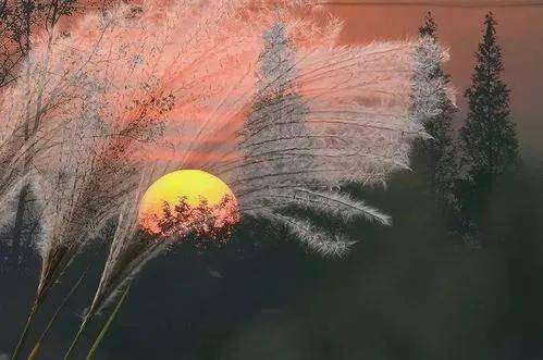 恒心与耐心兼备的生肖是哪个？