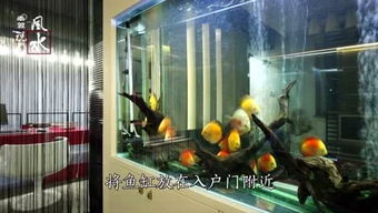 （五）鱼缸的水局布置