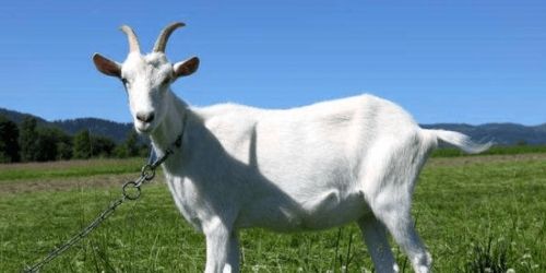 第四节：午马与未羊的奔放与温顺