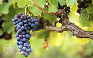 震惊！摘葡萄居然和五行有关？