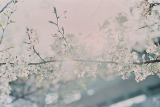 简洁且内涵丰富的网名选择机制