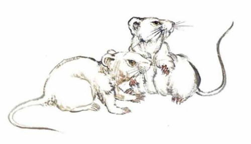 属鼠金牛座2026年运势具体如何？