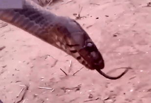 晚上出门偶遇蛇，这是否预示着什么好运或是不祥的征兆呢？