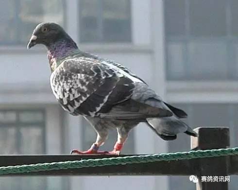 家里突然飞来一只鸽子，这究竟预示着什么风水吉凶？