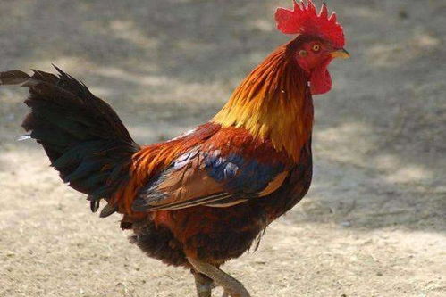 26年属鸡的人为何会犯两次太岁和多个凶星？