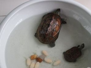 女性梦见众多小乌龟预示着什么吉凶？