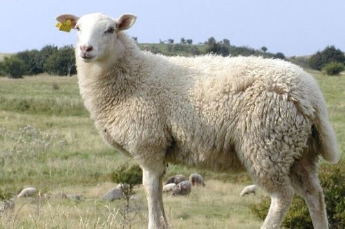 2026年属羊的人犯什么太岁，需要佩戴什么吉祥物化解？