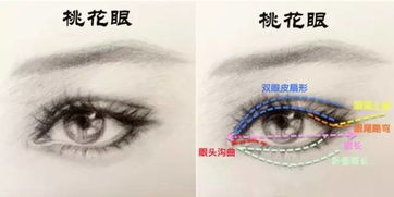 桃花眼男性命运如何解读？