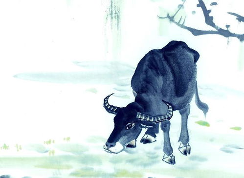 6. 牛——温驯勤勉但缺乏变通