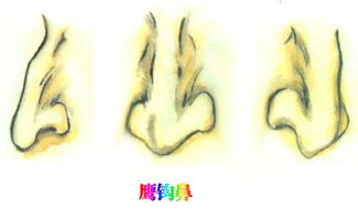 1. 较小鼻孔——节俭而稳健