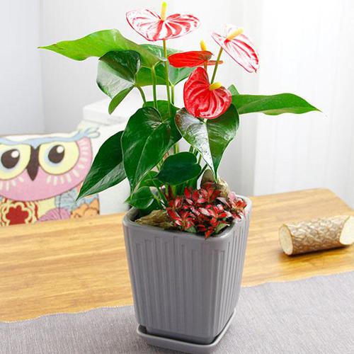 5. 虎尾兰：空气卫士与净化环境