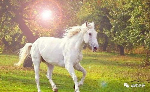 属马在十二生肖中的运势规律是怎样的？