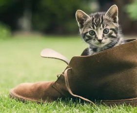 梁实秋笔下的猫午夜回魂