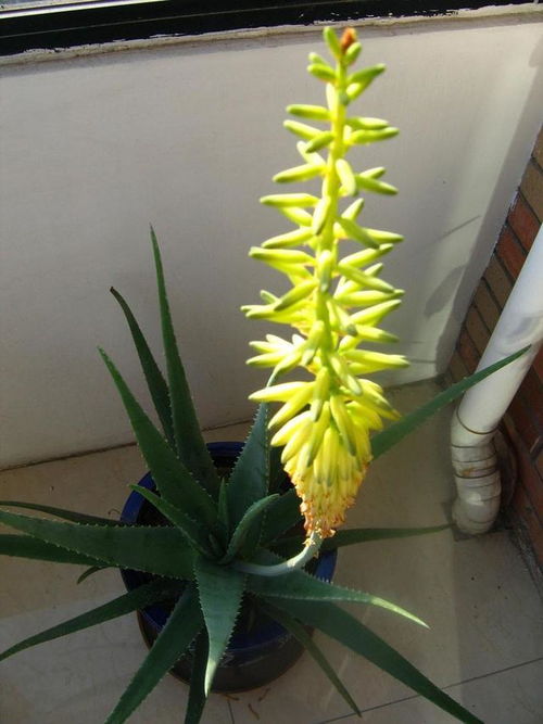 室内盆栽芦荟对风水有影响吗？