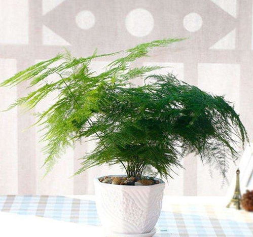 书房与办公室中的辅助作用