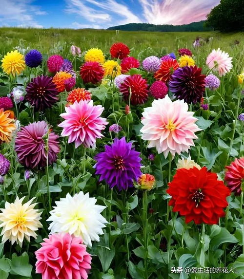 ‘百花争艳在春天’的生肖是什么？