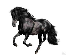 2002年属什么生肖？2002年属马有什么特殊含义？