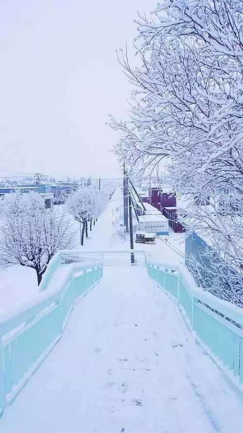 日本北海道 - 粉雪天堂 (据说)