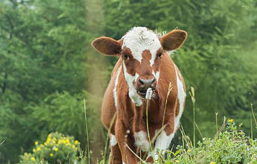 2026年属牛人的运势和贵人运势具体是怎样的？